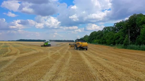 Season Gathering Crops Aerial View Combine Harvesting Wheat — Stock Video