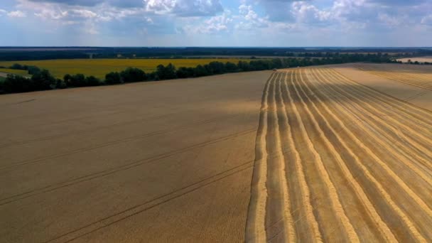 夏に収穫する畑を組み合わせます ゴールデン小麦畑で働くコンバインハーベスターの空中観察 — ストック動画