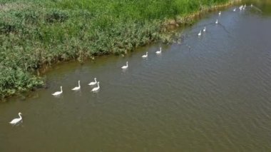 Nehirdeki beyaz kuğular. Güzel kuş ailesi. Mevsimlik kartpostal, seçici odaklanma. Göçmen kuşlar. Vahşi yaşam güzelliği. Yukarıdan video.