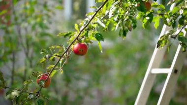 Elma hasadı ya da hasat. Erkek işçi, meyve bahçesindeki ağaçtan olgun, sulu elmaları topluyor. Yakın plan. Sonbahar güneşli bir gün. Tarım.