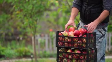 Adam kutuda elma topluyor. Bahçede hasat. Tarım sektörü konsepti. Akıllı çiftçilik yaşam biçimi. Çiftçi elmalarla dolu kutuyu tutuyor..