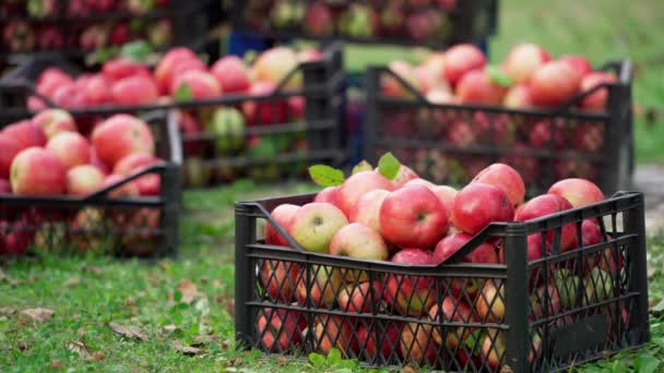 유기농 꽃다발 상자를 고르는 농부나 정원사 정원에 사과를 바구니 과일을 — 비디오