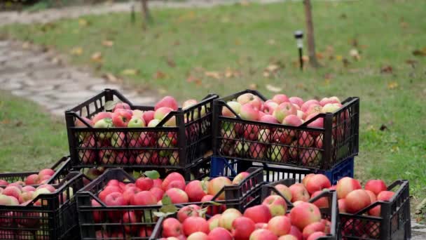 成熟多汁的红苹果放在花园里的箱子里 夏日阳光明媚 在果园里 小菜一碟农业概念 — 图库视频影像