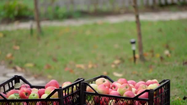 Jablka Krabicích Stojí Zahradě Červené Šťavnaté Ovoce Sklízené Stromů Farmářský — Stock video