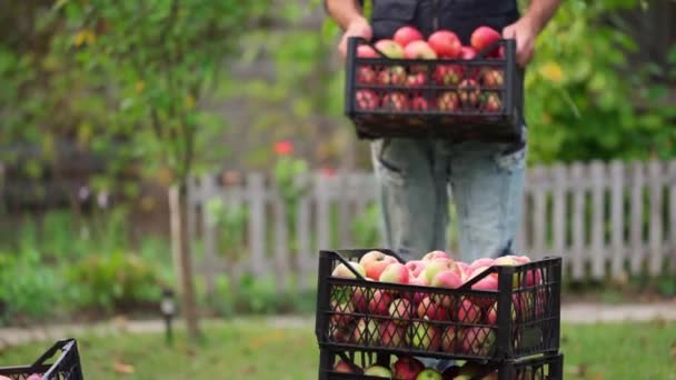 Βιολογικά Ώριμα Κόκκινα Μήλα Ξύλινο Κουτί Φθινοπωρινή Σοδειά Καλαμποκιού Φθινόπωρο — Αρχείο Βίντεο