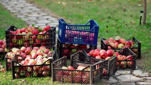 苹果收获 人从篮子里把多汁 新鲜采摘的苹果倒入大箱子里 农场果园 秋天的晴天 — 图库视频影像