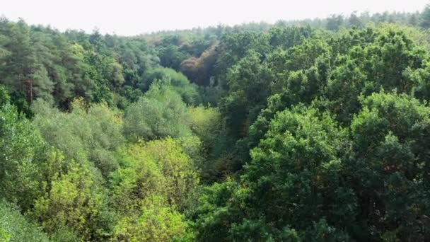 Yaz Boyunca Bulutların Altındaki Ormanın Havadan Görünüşü Yeşil Ağaç Orman — Stok video