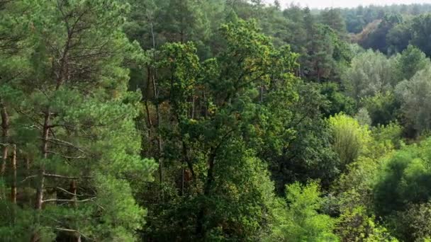 Pele Árvores Pinheiros Cima Vídeo Visão Aérea Floresta Madeira Verde — Vídeo de Stock