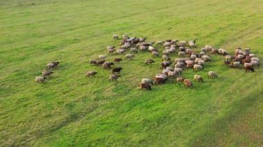 İHA, koyun sürüsünün hareket edişini gösteriyor. Tarlada beslenen koyun sürüsünün yukarıdan görünüşü.
