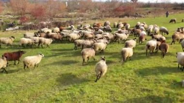 Yeşil tarlada otla beslenen koyun sürüsünün yukarıdan aşağıya insansız hava aracı görüntüsü. Kırsalda yaz.