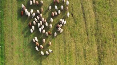 Otlaktaki koyunlar hareket ediyor. Beyaz ve kahverengi koyunlar kırsalda yürürler. Yeşil alanda beslenen sürü. Yukarıdan video.