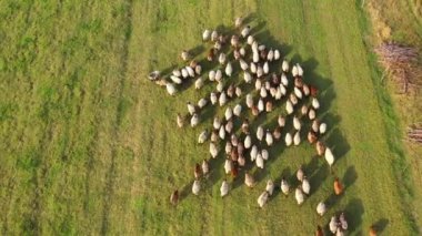 Kırsalda koyunların otlakta nasıl yürüdüğünü gösteren hava fotoğrafı. Koyun sürüsü tarlada otluyor. Yeşil köy tarlasında koyun sürüsü.