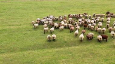 Otlakta otlayan koyunlarla güneşli bir gün. Evcil tüylü hayvan sürüsü. Yukarıdan görüntüler.