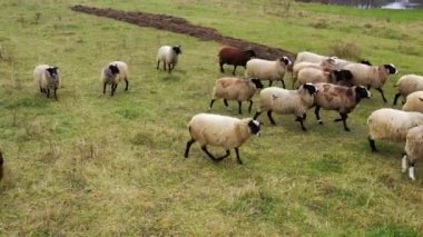 Kırsaldaki bir çiftlikte tüylü renkli koyun sürüsü. Yeşil çayırdaki sevimli evcil hayvanlar..