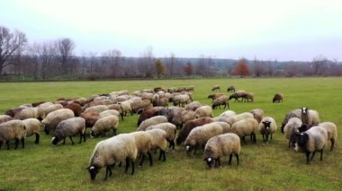 Güneşli bir günde tarlada koyunlar ot yer. Çayır boyunca sürüdeki uzun saçlı evcil hayvanlar..