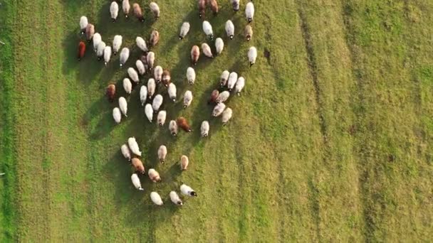Des Moutons Dans Prairie Mouvement Des Moutons Blancs Bruns Promènent — Video