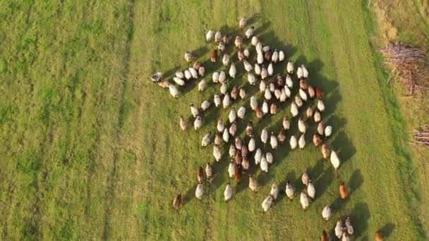 Aerial Disparó Cómo Ovejas Caminan Pastos Campo Campo Manada Ovejas — Vídeo de stock