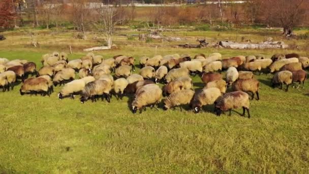 Jagnięta Owce Jedzące Trawę Zielonej Łące Zwierzęta Domowe Kolorze Brązowym — Wideo stockowe