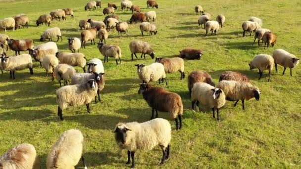 一群羊在绿地里吃草的空中镜头 有许多羊的绿色草地 — 图库视频影像