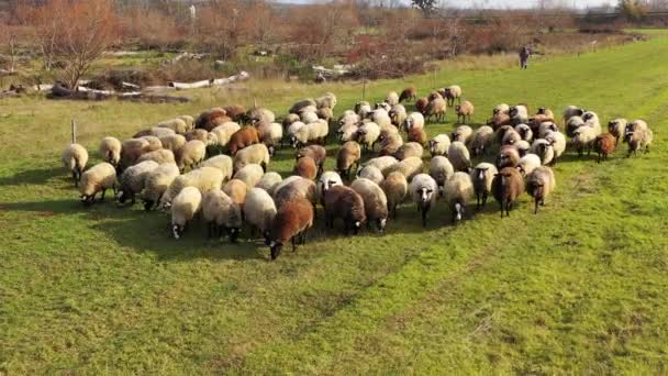 成群的羊在美丽的草地上吃草 有毛茸茸的棕白色家养动物 — 图库视频影像