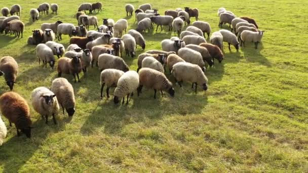 Widok Lotu Ptaka Duże Stado Owiec Malowniczym Zielonym Pastwisku Zwierzęta — Wideo stockowe
