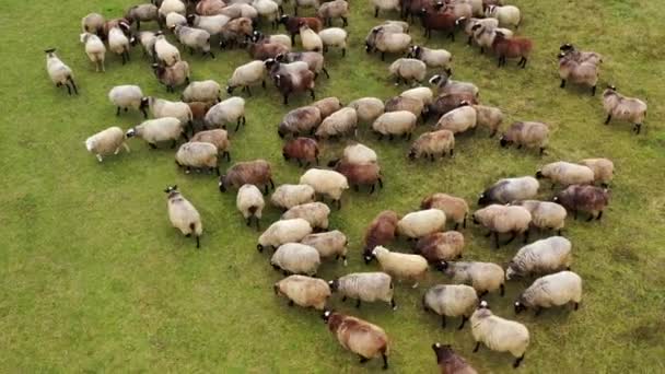 Çayır Tarlasında Koyun Sürüsü Hava Kırsal Tarım Topluluğu Tarım Ekonomisi — Stok video