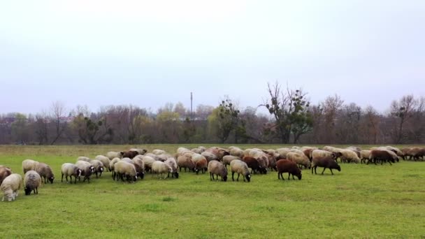 Szép Bárányok Legelnek Réten Füvet Esznek Sétálnak Hosszú Hajú Bárányok — Stock videók