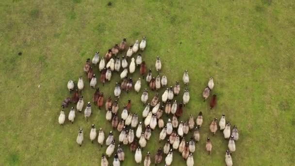 Letecký Pohled Pasení Ovcí Zeleném Údolí Domácí Zvířata Krmící Poli — Stock video