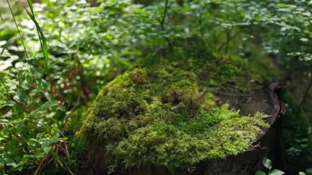 Pahýl Stromu Pokrytý Zeleným Mechem Háji Svítí Travnatý Trávník Zapadající — Stock video