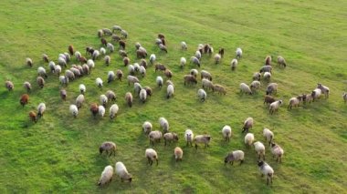 Koyun yeşil bir çayırda otluyor. Yünlü hayvanlar yamaçta ot yerler. Güzel kuzular. Yeşil sulu, güzel çimenler.