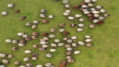 Yeşil bir çayırda koyun sürüsü. Koyunlu bir çiftliğin havadan görünüşü.