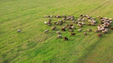 Koyunlu bir çiftliğin havadan görünüşü. Koyun sürüsü otlakta ot yer. Güzel kuzular..