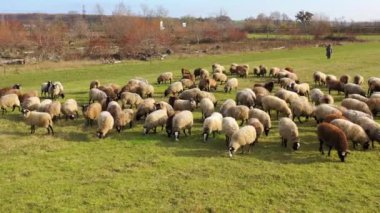 Büyük bir koyun sürüsünü gütmek. Koyunlu bir çiftliğin havadan görünüşü.