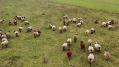 Resimli yeşil ve sarı otlaklarda büyük koyun sürüsünün havadan görünüşü