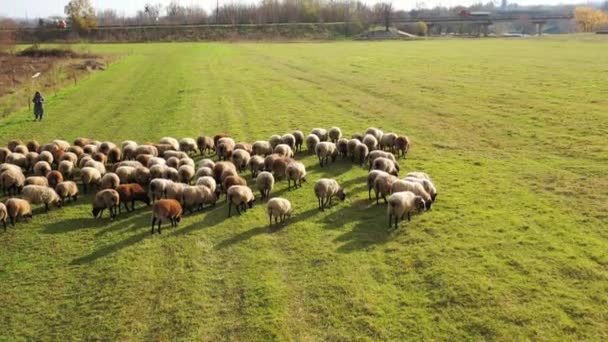 Herding Large Flock Sheep Aerial View Farm Sheeps — Stock Video