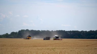 Buğday tarlasında ağır teknisyenler. Sarı buğday hasadını birleştirir. Kuru buğday toplama süreci.