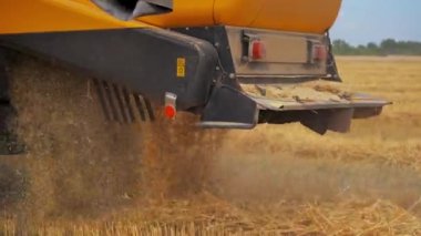 Tarlada altın kuru buğday hasadının ayrıntıları. Sarı yazın mahsul topluyor..