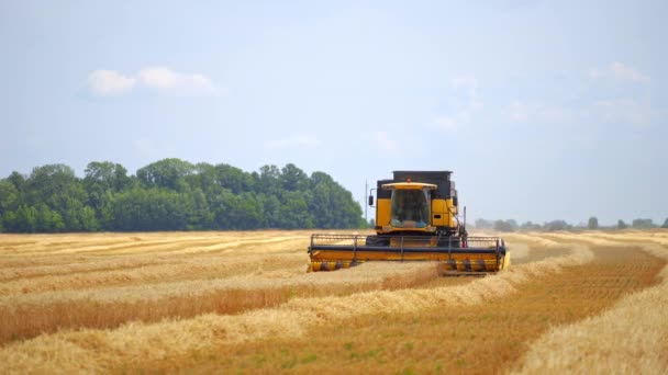 特殊技术在起作用 在干金黄色小麦中混合 田间农业机械收获作物 — 图库视频影像