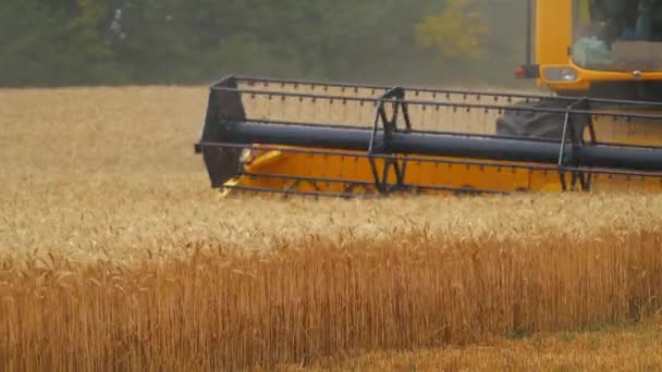 Тяжелая Техника Собирает Спелую Пшеницу Концепция Сельского Хозяйства Сельский Пейзаж — стоковое видео