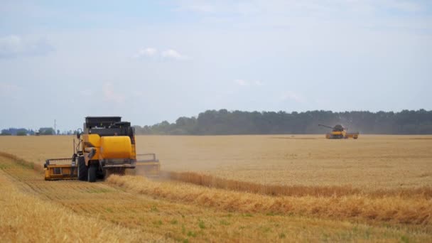 Комбайн Роботі Збирає Пшеничне Поле Тема Сільськогосподарської Техніки — стокове відео