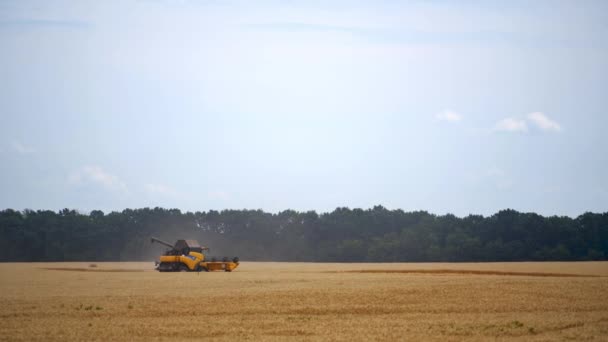 在阳光明媚的日子里 谷物收获结合在一起 黄田里有干谷粒 农业技术在田里工作 — 图库视频影像