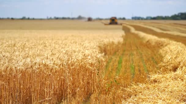 黄色的田野 前面是谷物 在朦胧的背景下 在阳光灿烂的日子里 谷物收获结合在一起 农业技术在某一领域工作 — 图库视频影像