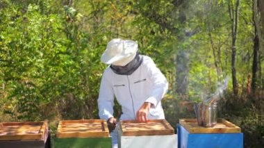 Tarlada arı kovanları. İniş tahtalarına uçan arılar. Apiculture. Arı içicisi kovanın üstünde duruyor..