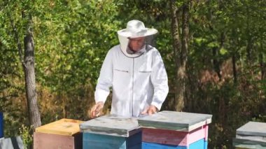 Erkek arı yetiştiricisi balhücrelerini demir bir aletle açıyor. Bahçedeki çimlerin üzerinde üç arı kovanı. Apiary sahibi bal hücreleriyle çalışır..