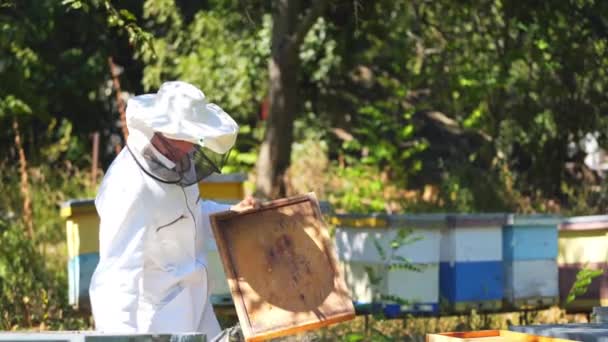 Tvrdě Pracující Včelař Kontroluje Včelí Úly Včelíně Muž Ochranné Bílé — Stock video