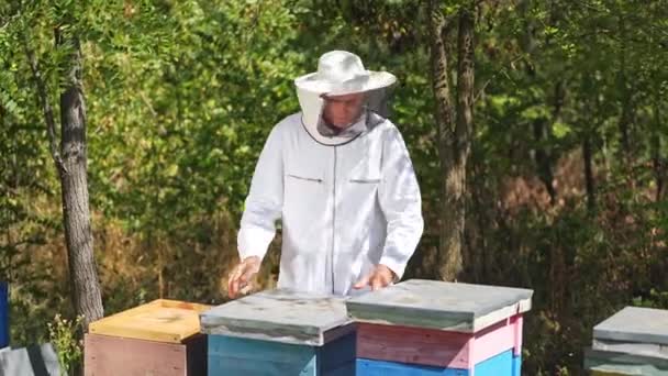 男性の養蜂家は鉄の器具で蜂蜜をオープンする 庭の草の上に3匹の蜂がいる Apiaryの所有者は蜂蜜細胞と働いています — ストック動画