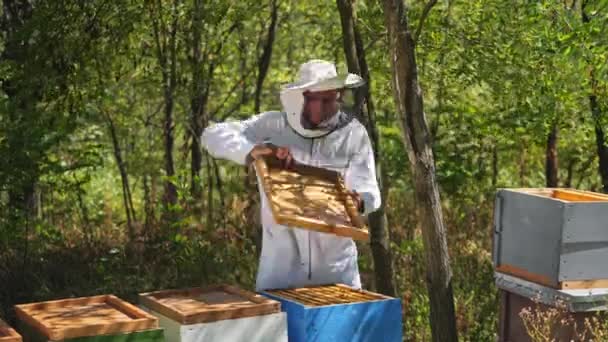 Apicultor Está Trabalhar Com Abelhas Colmeias Apiário Quadros Uma Colmeia — Vídeo de Stock