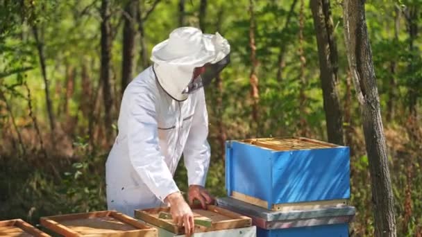 Çalışan Uçan Arılar Bal Peteği Üzerinde Bal Hücreleri Inşa Ettiler — Stok video