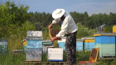 Arıcı elinde arılar olan bir bal hücresi tutuyor. Meyve bahçesinde renkli kovanları var. Koruyucu şapkalı ve ağlı bir adam. Görüntü.