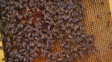 Birçok kahverengi arı, Honeyomb 'un üzerinde uçar ve gürler. Çalışan birçok böceğe odaklan. Apiculture kavramı.